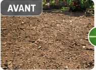 Avant : un sol nu, griffé, sans végétation.